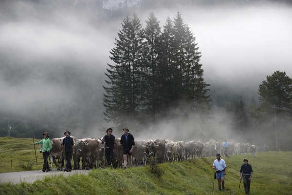 Bavorskí pastieri vedú dobytok