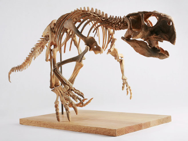 Ilustračná fotografia kostry psittacosaura.