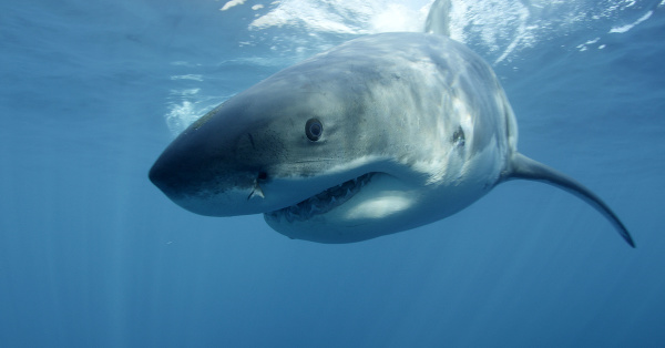 Veľký biely žralok, záber
