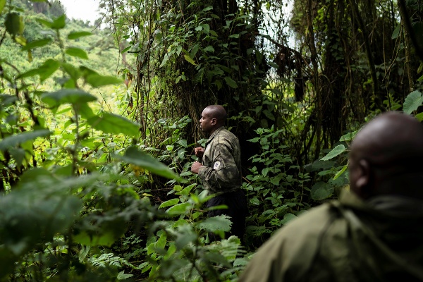 Gorilí stopár Fidele hľadá