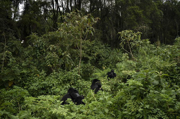 Gorily Urwibutso, Segasira a