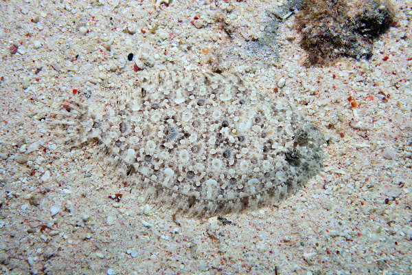 Bothus leopardí