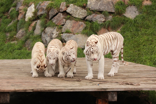 Biele tigre v zoo