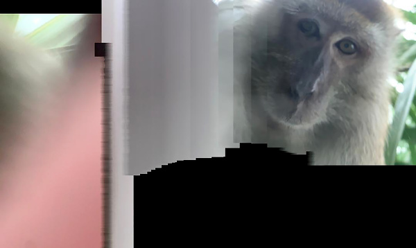 Primát sa asi opičil