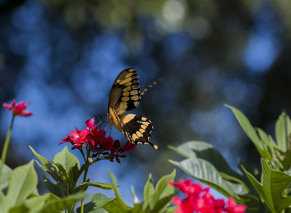 Motýľ Papilio cresphontes