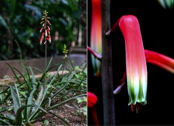 © RBG Kew