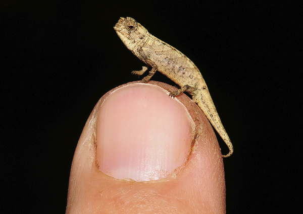 Na Madagaskare objavili najmenšieho
