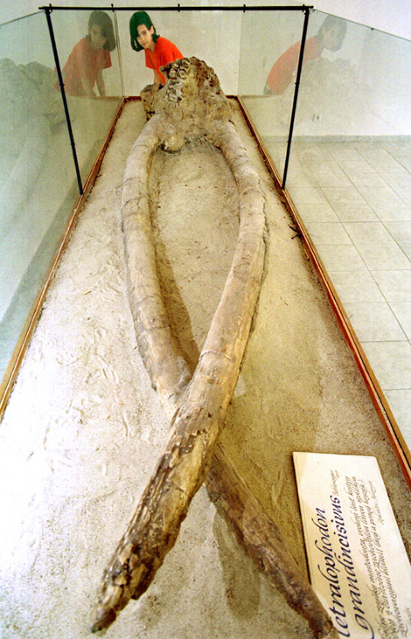 Tribečské múzeum