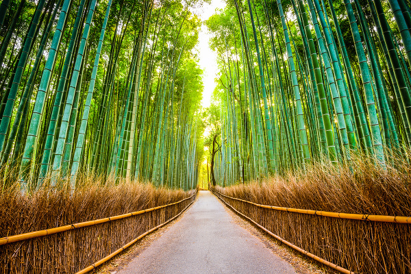 Bambusový les Arashiyama