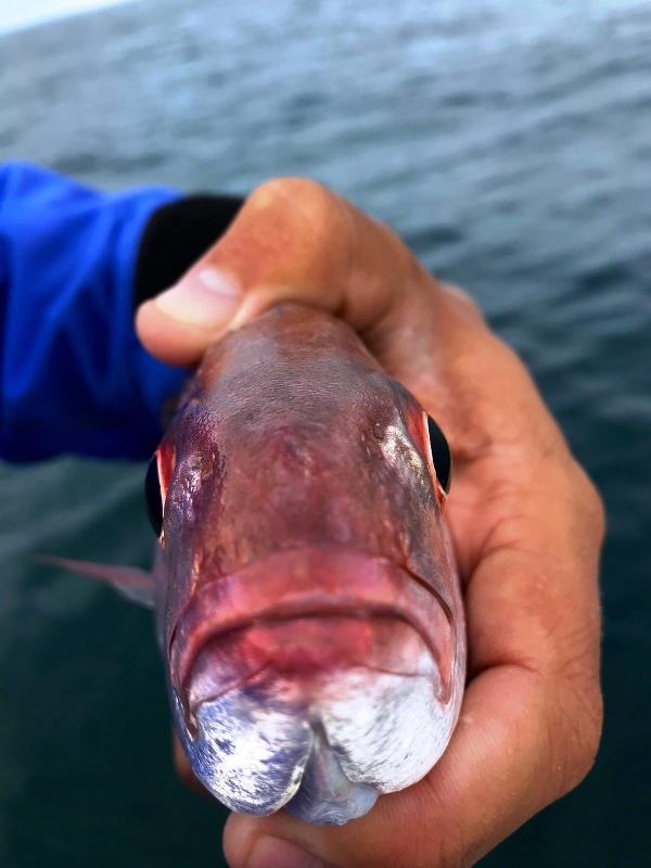 ryba parazit jazyk