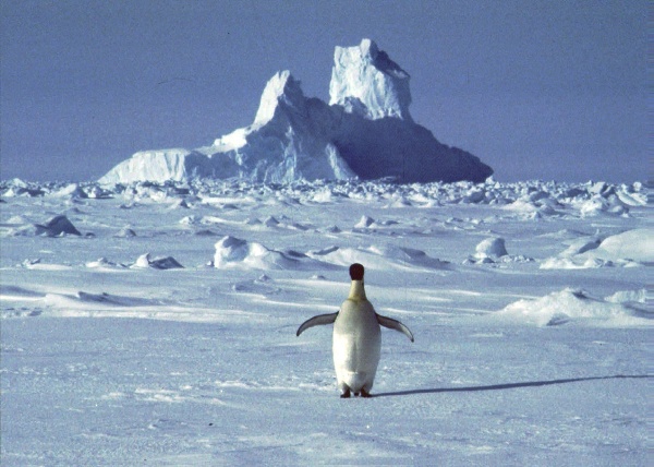 Osamotený tučniak na Antarktíde