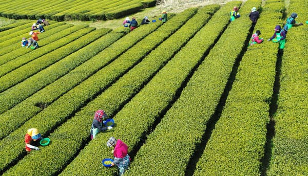 Ženy počas zberu čaju