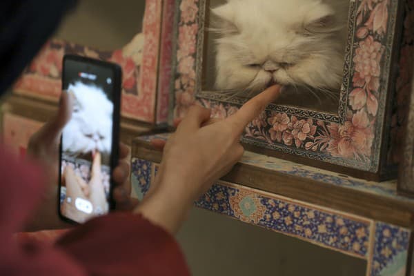 Mačacie múzeum v Iráne