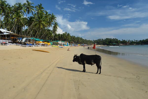 Pláže s kravami, Goa,