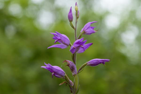 Zákonom chránená orchidea, prilbovka