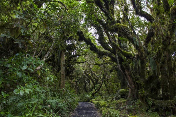 Les škriatkov, Nový Zéland