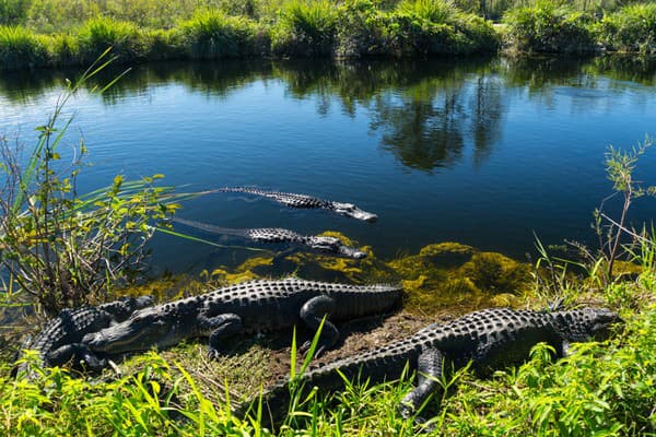 Everglades - tajomné močariská