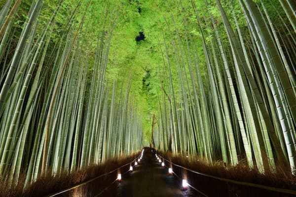 Bambusový les na okraji