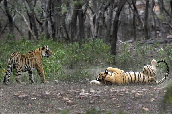 Populácia tigrov v Indii