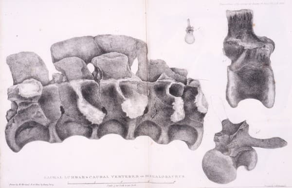Ilustrácia krížovej kosti Megalosaura
