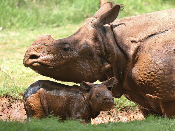 Mláďa nosorožča