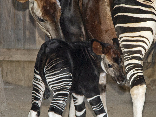 Dvojtýždňové mláďa Okapi
