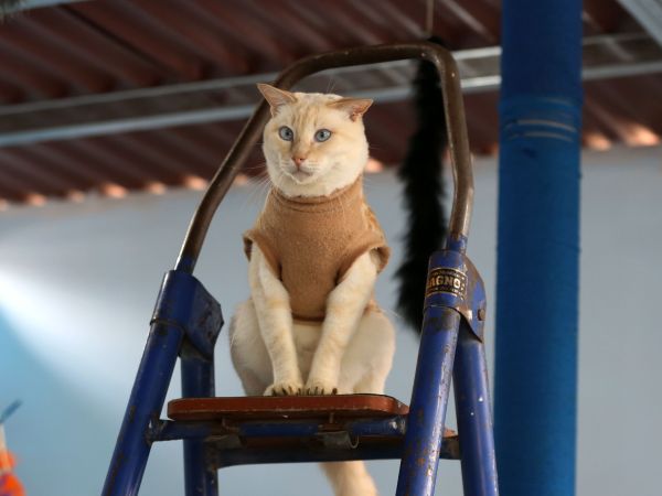 Mačka na rebríku