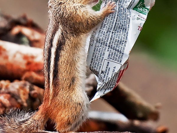 Neobyčajné zvieratká