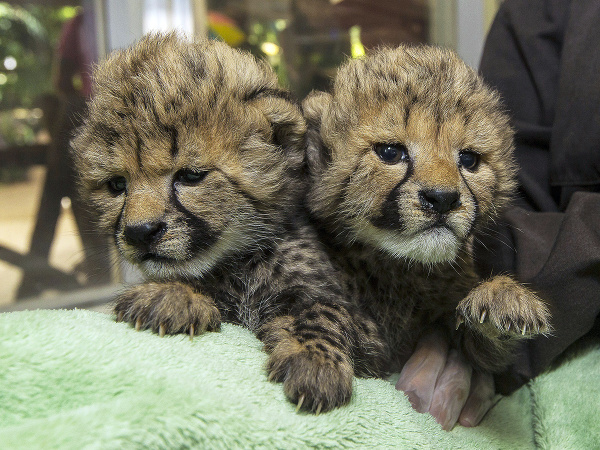 Gepardie mláďatá
