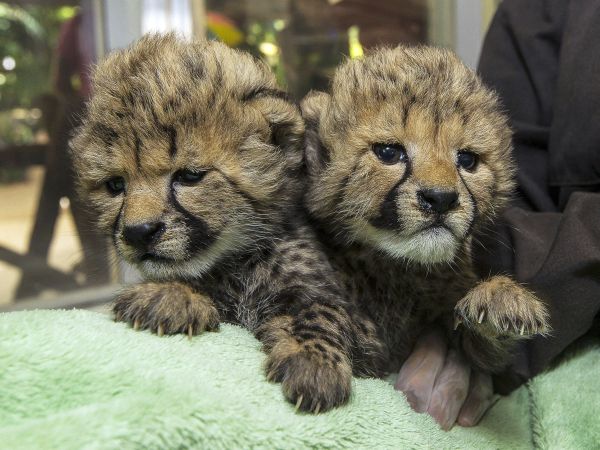 Gepardie mláďatá