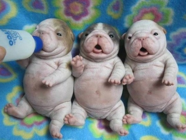 Drobné zvieratá, ktoré vyčaria úsmev.