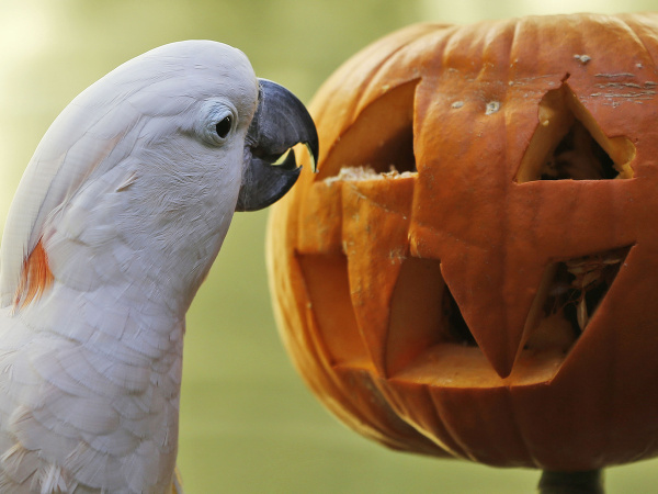 Zeppy z americkej zoo sa už nevie dočkať Halloweenu.