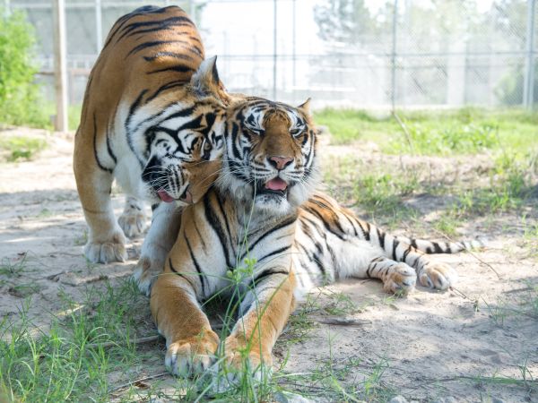 Zákonom chránené tigre