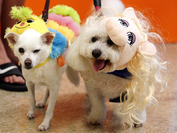 Na Halloween  sa pripravujú aj zvieratká