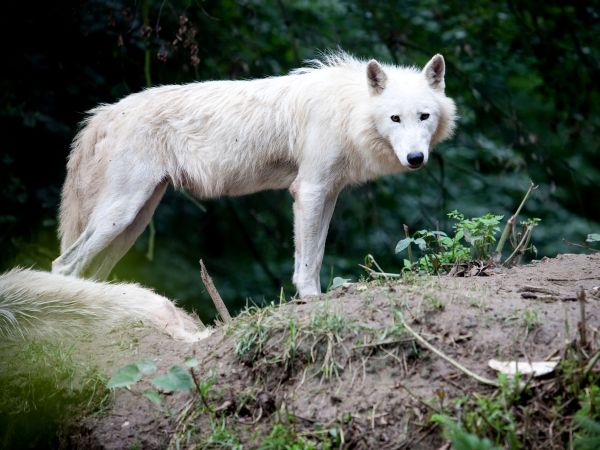 Vlk arktický