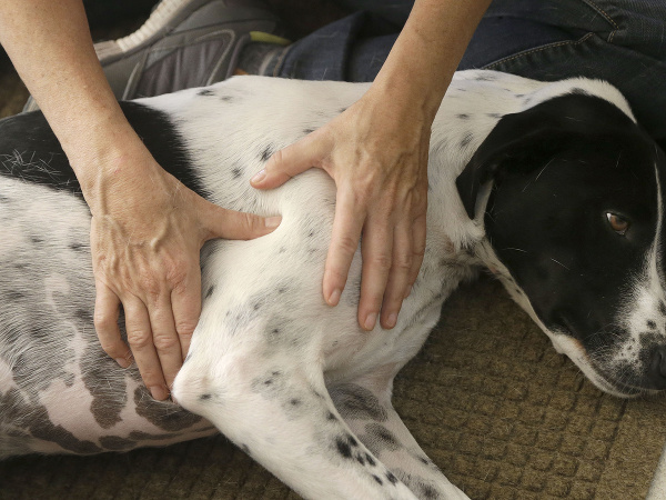 Aj pes potrebuje relax