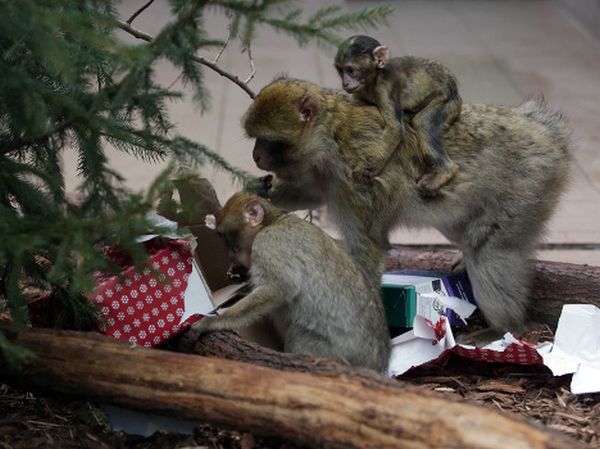Vianoce v košickej zoo