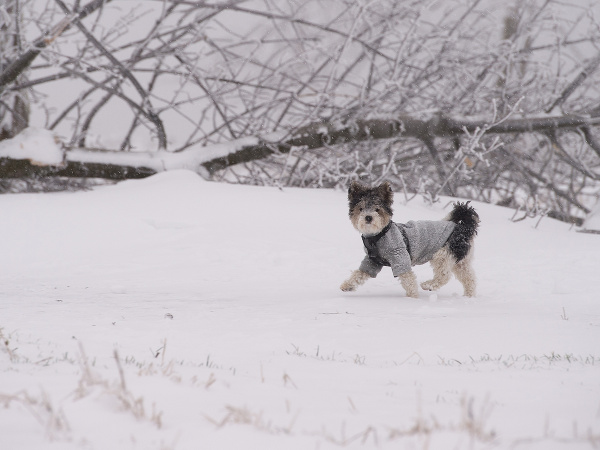 So zimou sa trápia aj štvornohí kamaráti 