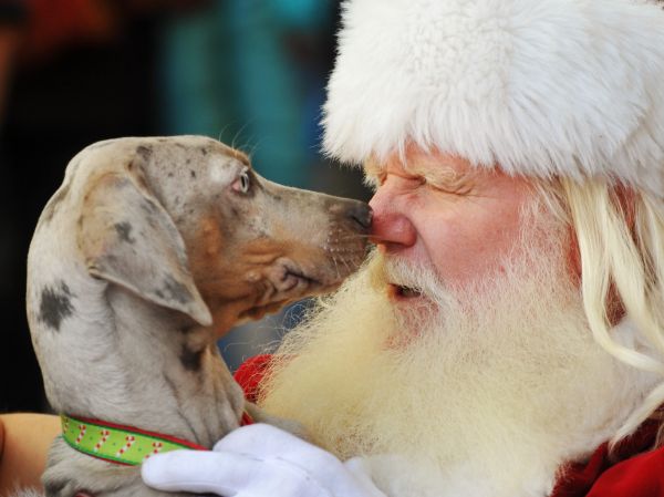 Čo si pod stromčekom našiel Santa Claus?