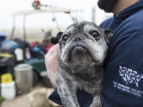 Američania zachránili 60 psíkov