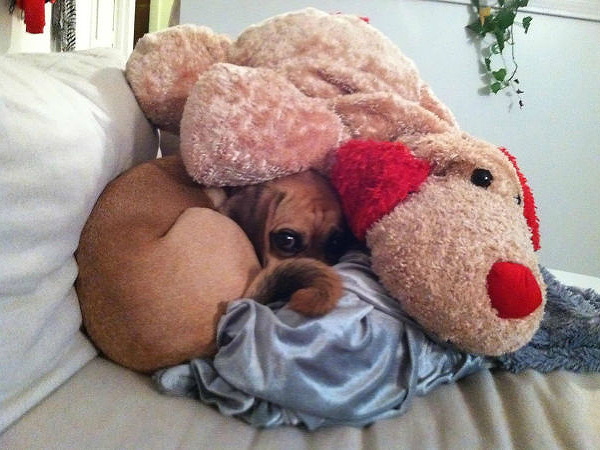 V takejto zime sa radšej schovajte, aj zvieratá sa skrývajú.