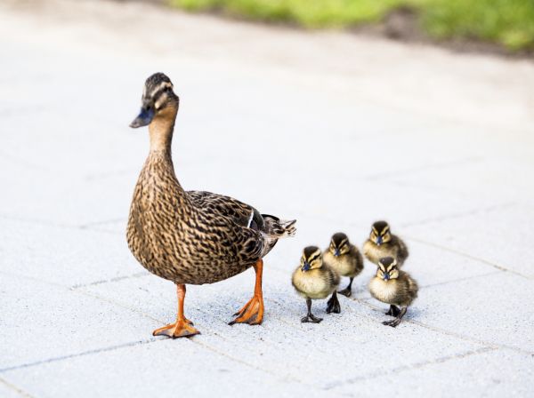 Kačka s káčatkami