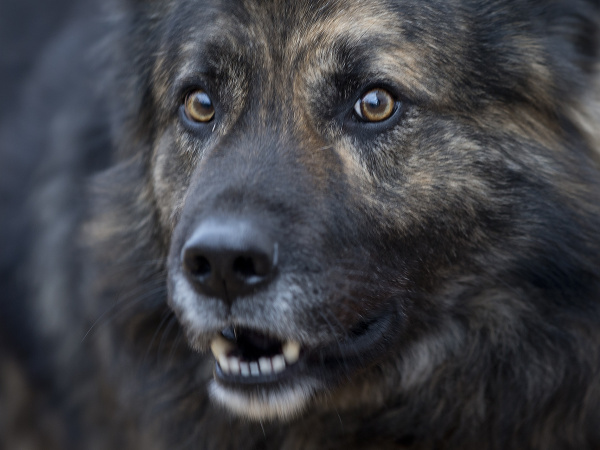 Tento psík dostal od súdu zákaz štekať