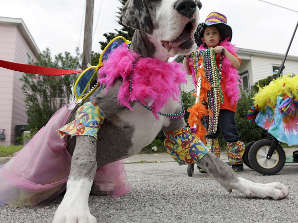 Zvieratá sa chystajú na svoj vlastný festival