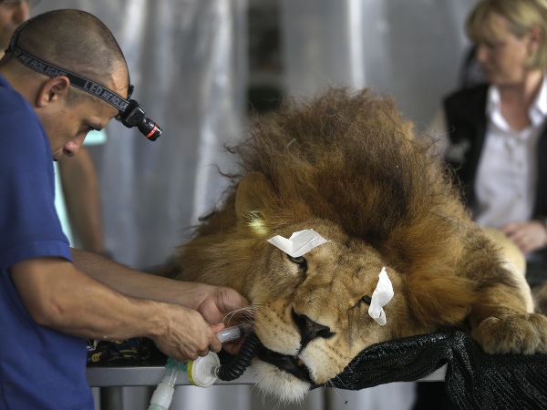 Aj lev musí chodiť k zubárovi