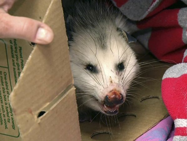 Malá vačica nakúka z krabice