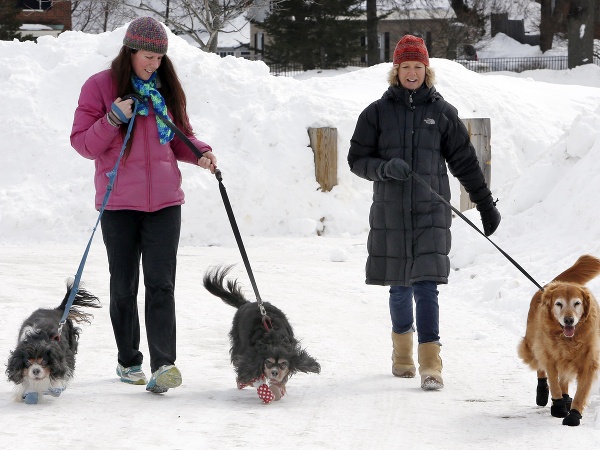 Aj psíkovia sa radi parádia