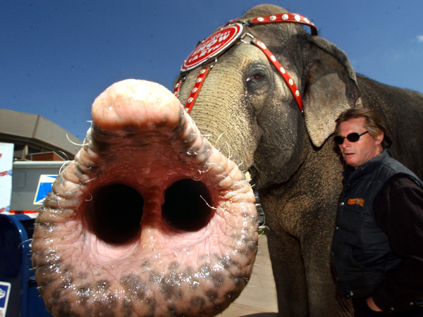 Život slona v cirkuse