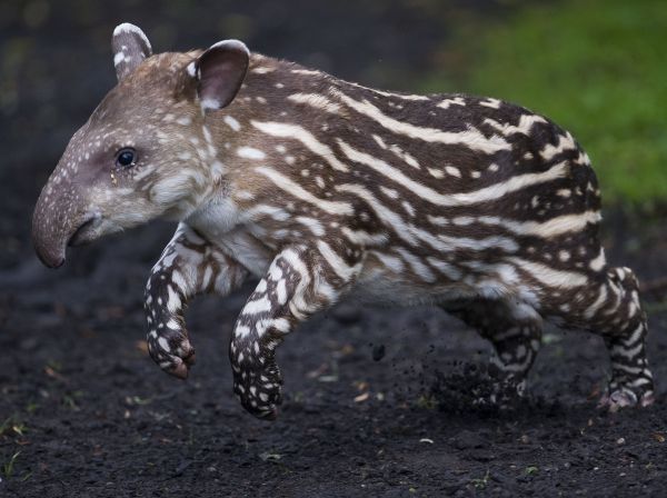 Malý tapír