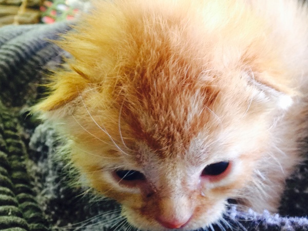 Zachránené mačiatka